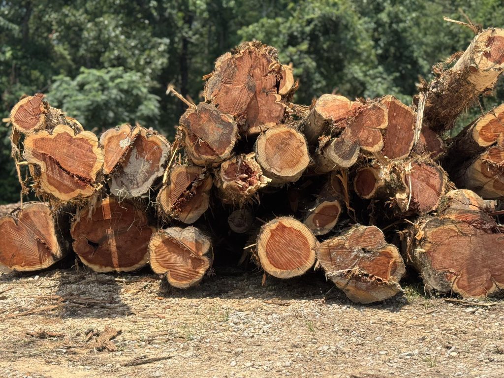 Cedar logs